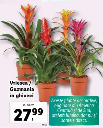 Lidl Vriesea / Guzmania în ghiveci Ofertă