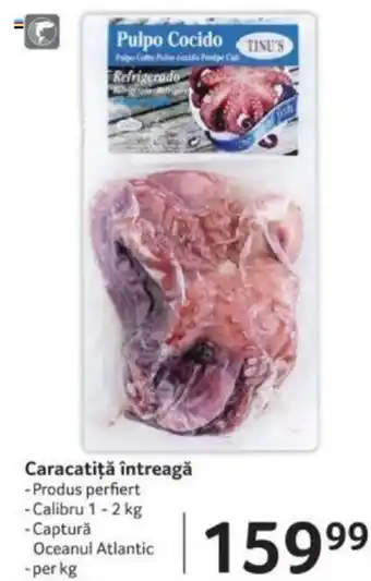 Selgros Caracatiţă întreagă Ofertă