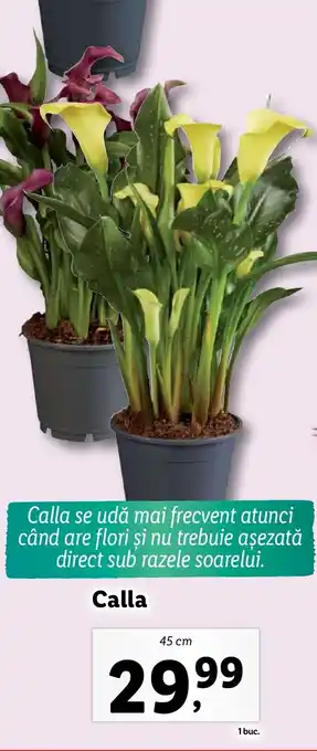 Lidl Calla Ofertă