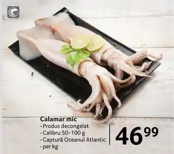 Selgros Calamar mic Ofertă