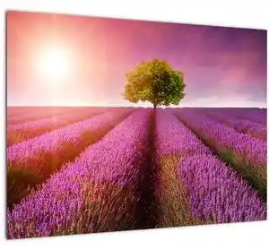 Favi Tablou pe sticlă câmp cu lavandă (70x50 cm) Ofertă