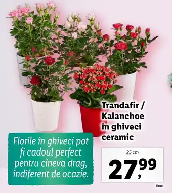 Lidl Trandafir/ Kalanchoe în ghiveci ceramic Ofertă