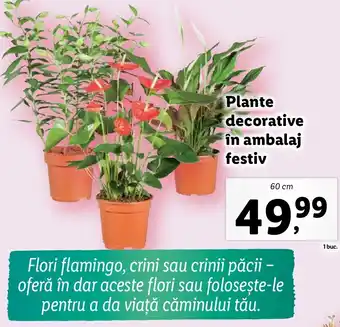 Lidl Plante decorative în ambalaj festiv Ofertă