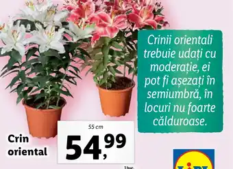 Crin oriental