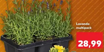 Kaufland Lavanda multipack Ofertă