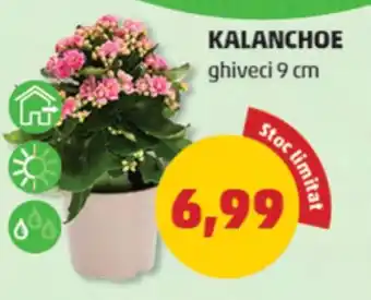 Penny KALANCHOE Ofertă