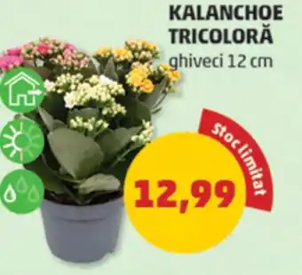 Penny KALANCHOE TRICOLORĂ Ofertă