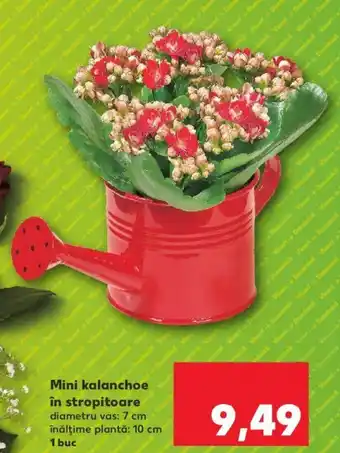 Kaufland Mini kalanchoe în stropitoare Ofertă