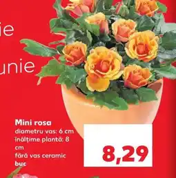 Kaufland Mini rosa Ofertă