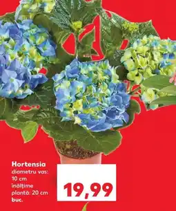 Kaufland Hortensia Ofertă