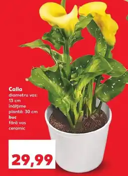 Kaufland Calla Ofertă