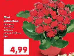 Kaufland Mini Kalanchoe Ofertă