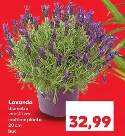 Kaufland Lavanda Ofertă