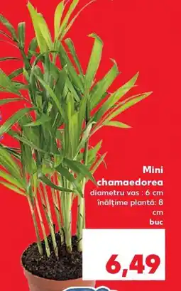 Kaufland Mini chamaedorea Ofertă