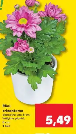 Kaufland Mini crizantema Ofertă