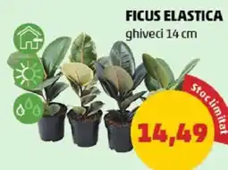 FICUS ELASTICA