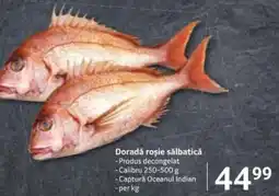 Selgros Doradă roșie sălbatică Ofertă