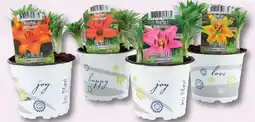 Lidl Crini de grădină, în ghiveci Ofertă