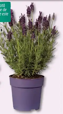 Lidl Lavanda stoechas Ofertă