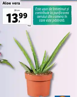 Aloe vera