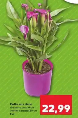 Kaufland Calla vas deco Ofertă