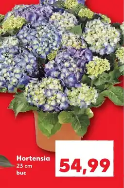 Kaufland Hortensia Ofertă