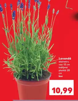 Kaufland Lavandă Ofertă