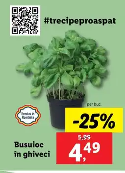 Lidl Busuioc în ghiveci Ofertă