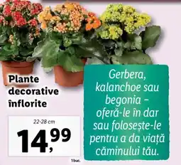 Lidl Plante decorative înflorite Ofertă