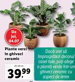Lidl Plante verzi în ghiveci ceramic Ofertă