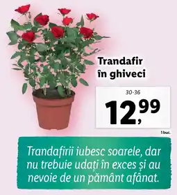 Lidl Trandafir în ghiveci Ofertă