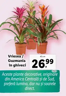 Lidl Vriesea / Guzmania in ghiveci Ofertă