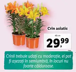 Lidl Crin asiatic Ofertă