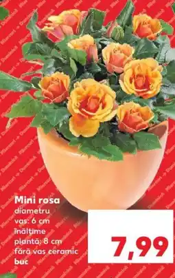 Kaufland Mini rosa Ofertă