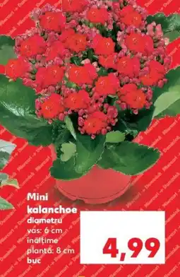 Kaufland Mini kalanchoe Ofertă