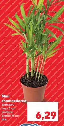 Kaufland Mini chamaedorea Ofertă