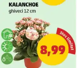 Penny KALANCHOE Ofertă