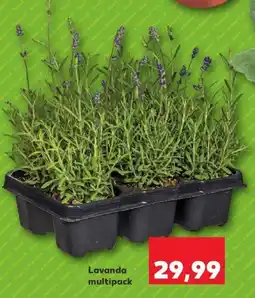 Kaufland Lavanda multipack Ofertă