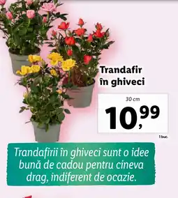Lidl Trandafir în ghiveci Ofertă