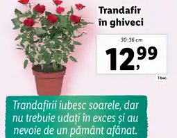 Lidl Trandafir în ghiveci Ofertă