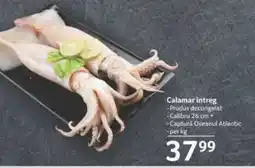 Selgros Calamar intreg Ofertă
