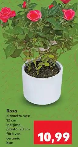 Kaufland Rosa Ofertă