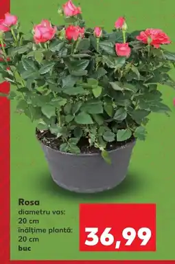 Kaufland Rosa Ofertă