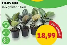 FICUS MIX