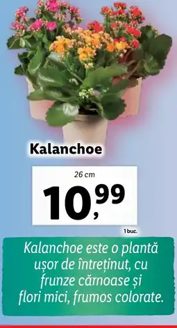 Lidl Kalanchoe Ofertă