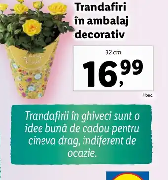 Lidl Trandafiri în ambalaj decorativ Ofertă