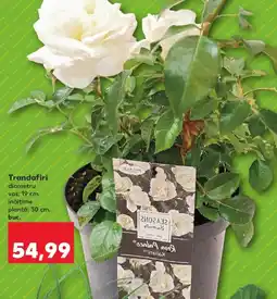 Trandafiri