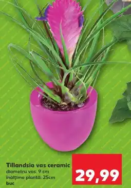 Tillandsia vas ceramic