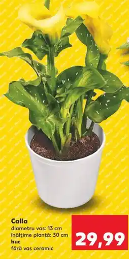 Kaufland Calla Ofertă