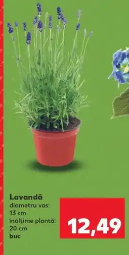 Kaufland Lavandă Ofertă